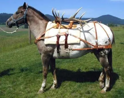 Bitterroot Sawbuck Pack Saddles 1