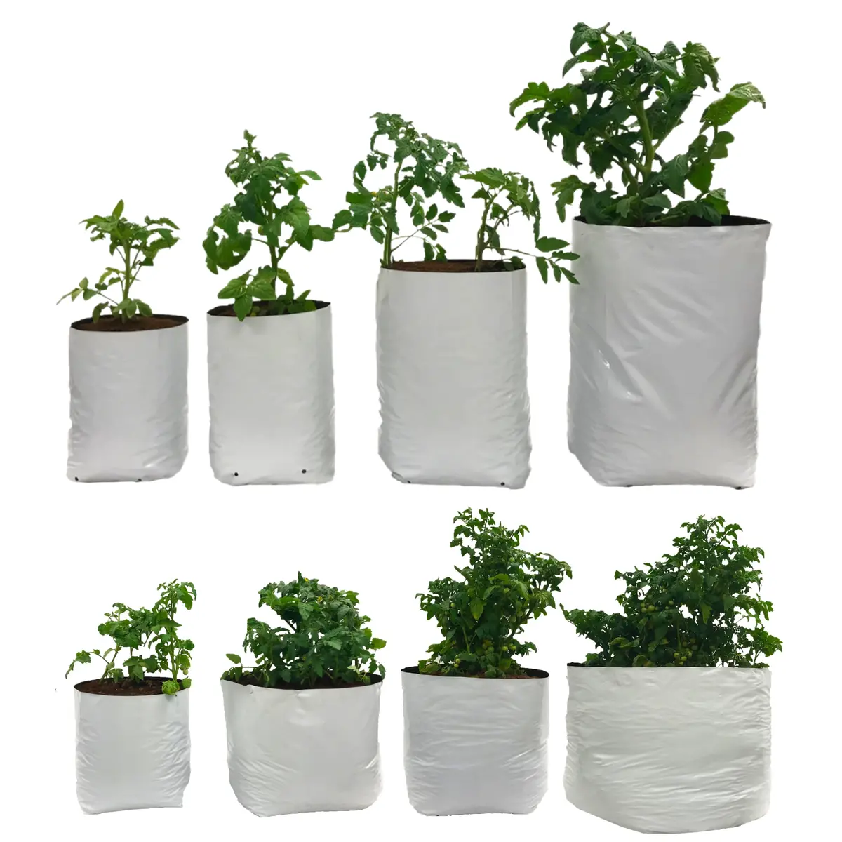 The Harvest Company Viagrow Plastic Grow Bags, Reversible Black/White Virgin Pp With Drainage Holes, Indoor/Outdoor Planting (Big Packs) 1